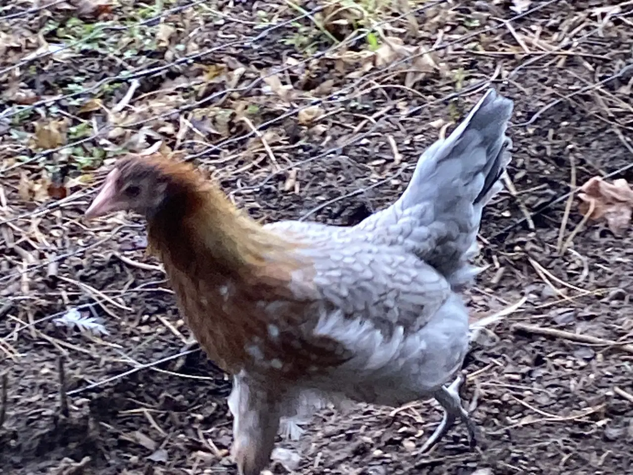 Billede 2 - Dansk land høns 