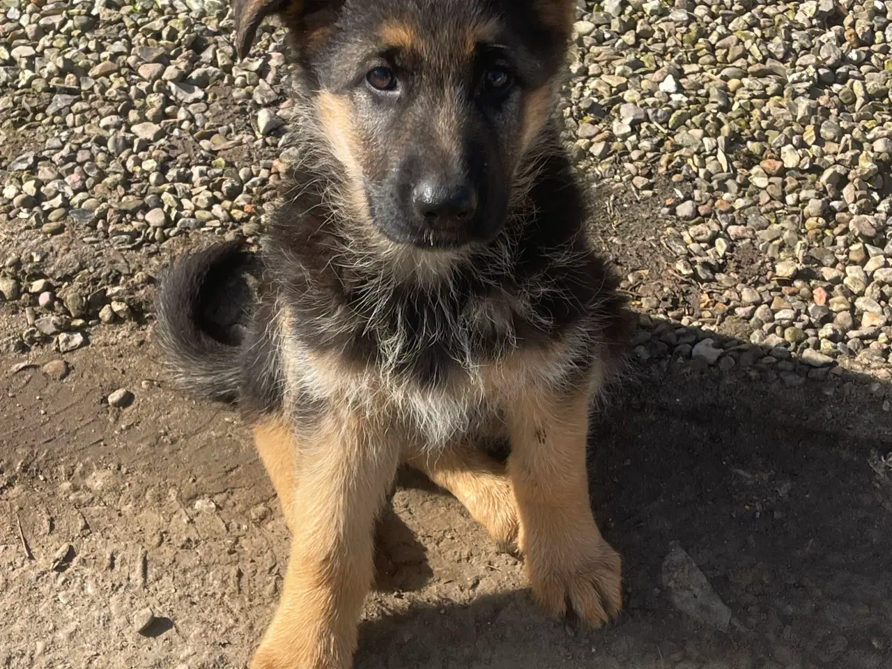 Billede 3 - Schæfer hvalpe soger nyt 🏡