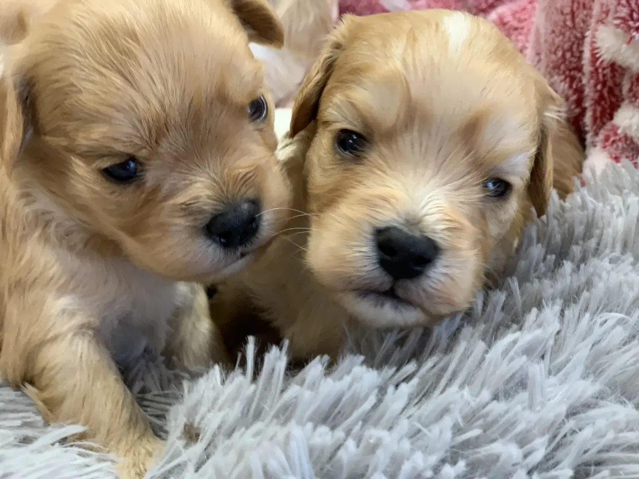 Billede 3 - Små fine cavapoo/ Maltipoo babyer