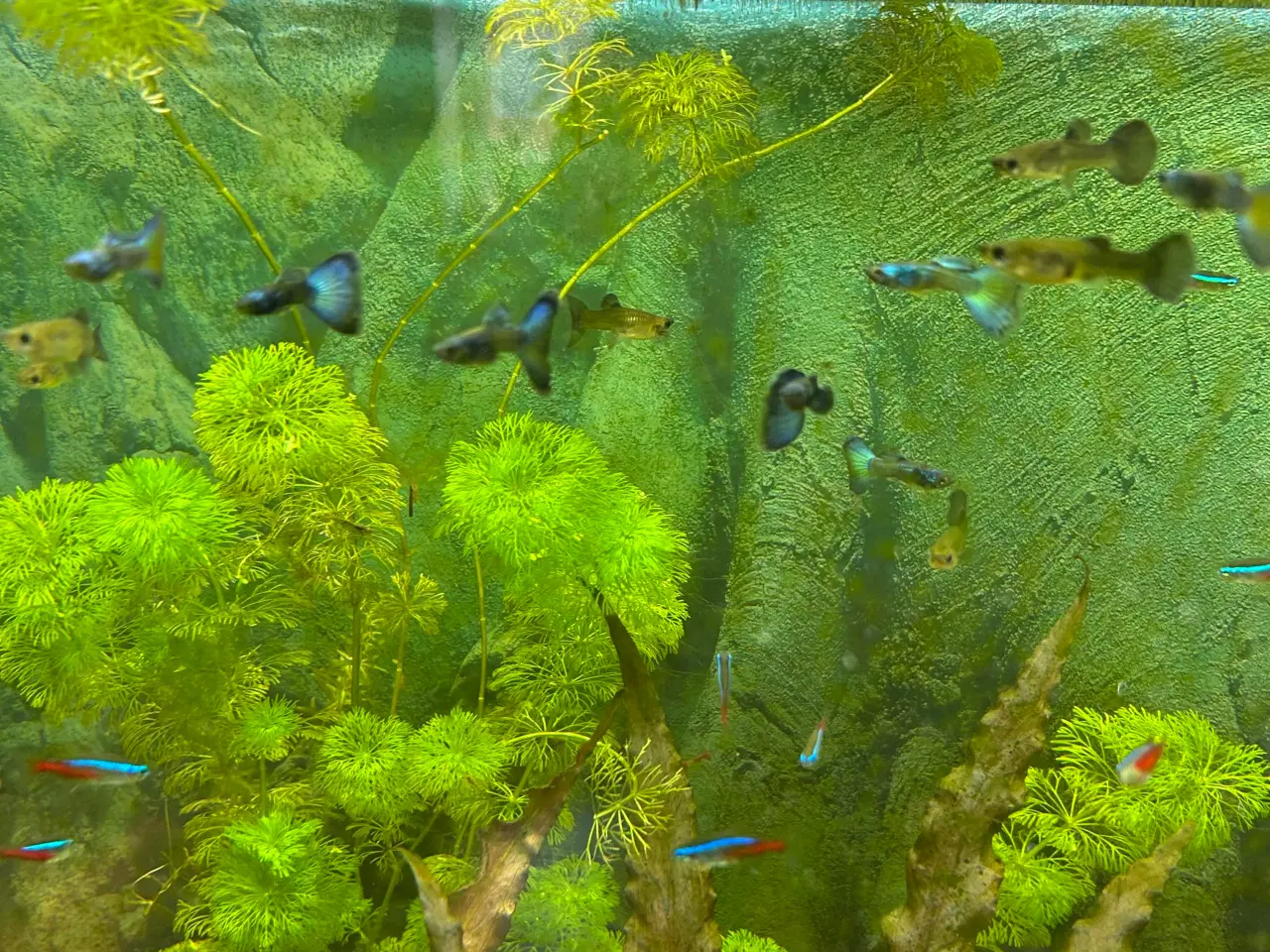 Billede 6 - 🐟🔵 Blue Moscow Guppy Par sælges - Viby J