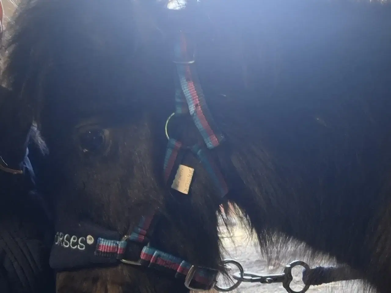 Billede 1 - Sødeste Miniature hoppeføl