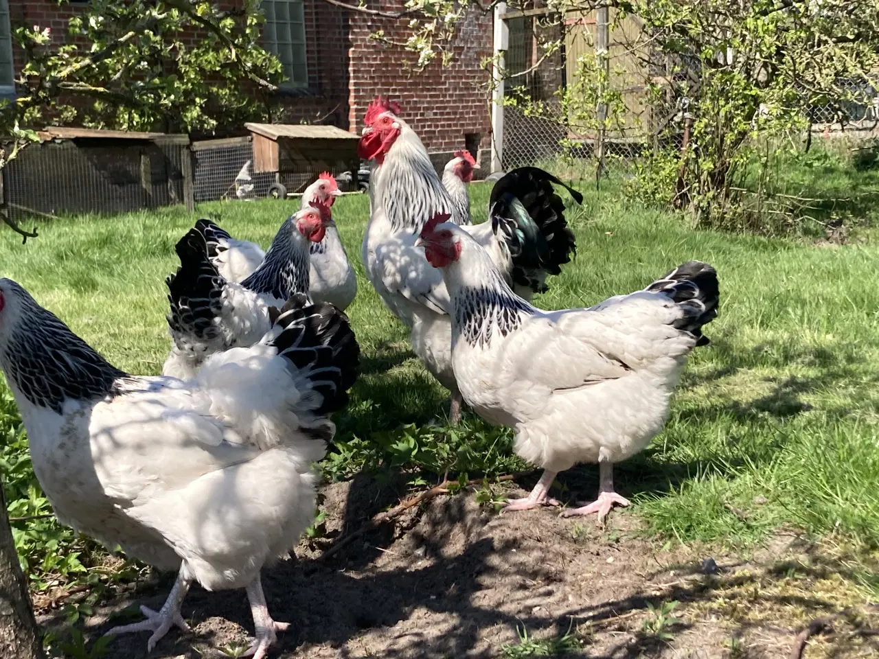 Billede 6 - Rugeæg fra racehøns 