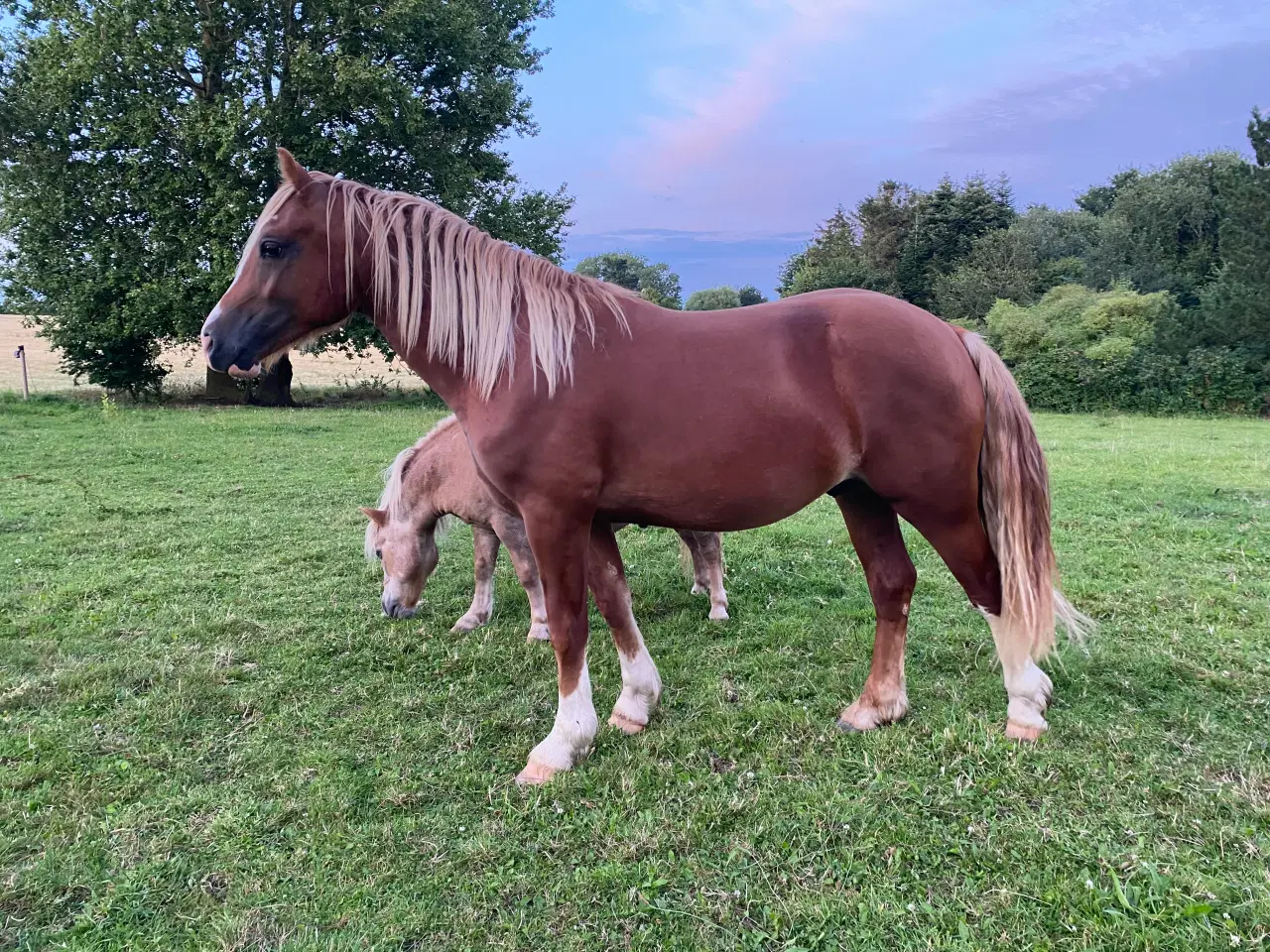 Billede 4 - Welsh cob vallak