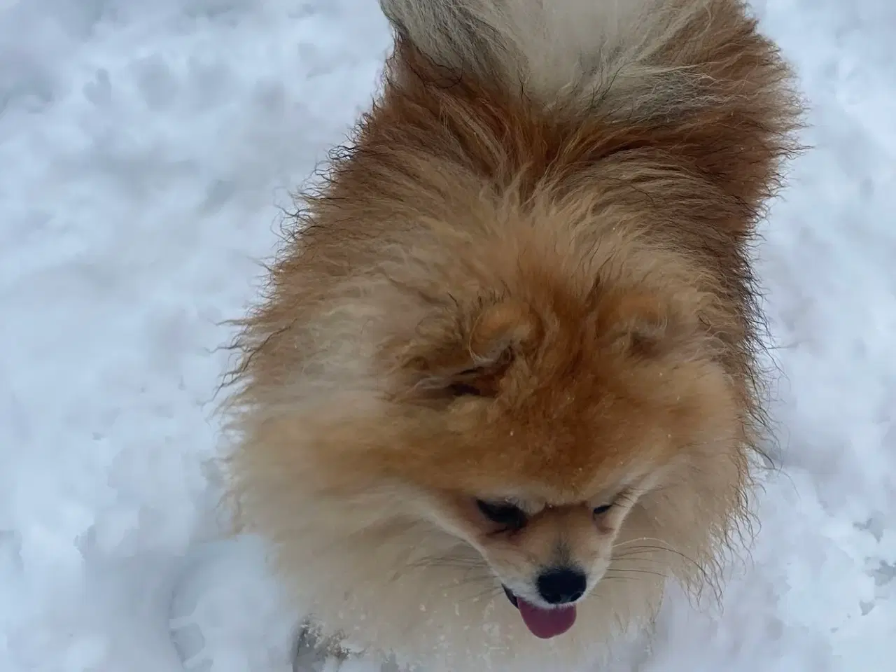 Billede 4 - Pomeranian hanhund