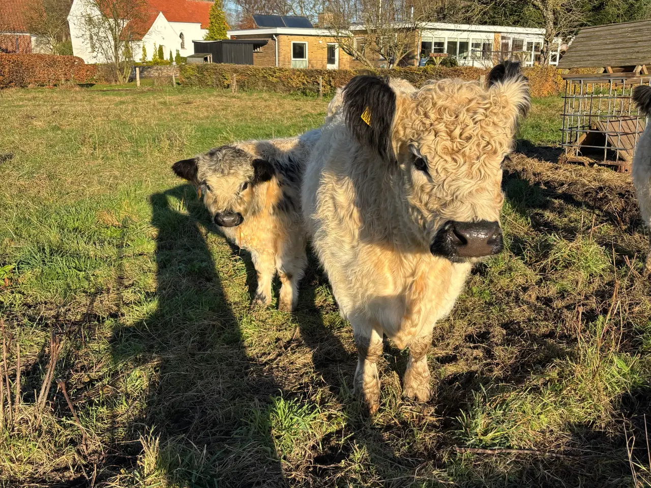 Billede 3 - Lille galloway besætning sælges