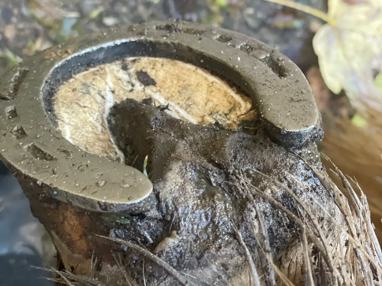 Billede 13 - Tøltende Skovturs- / Konehest