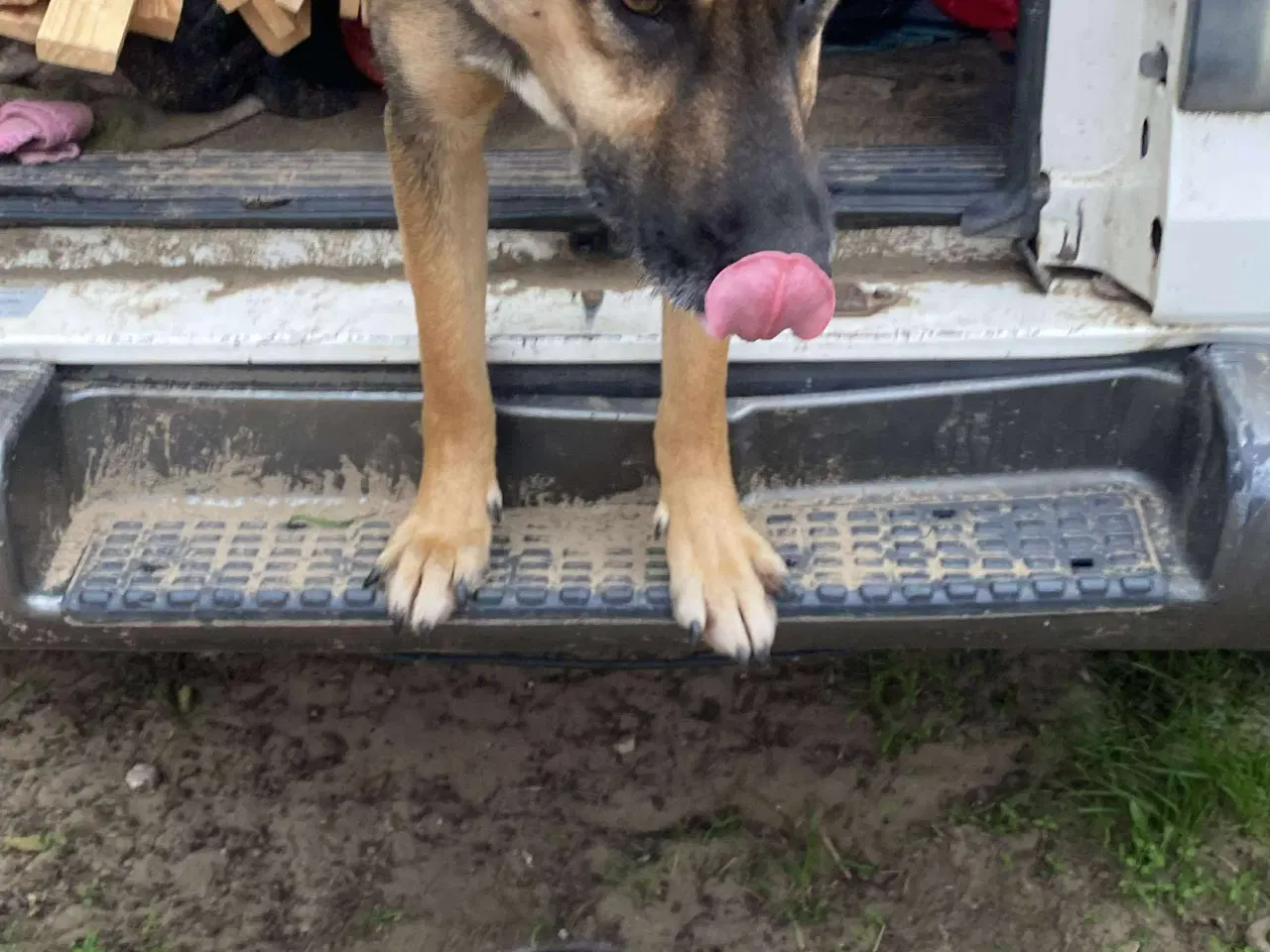 Billede 8 - Milde Bono søger familie