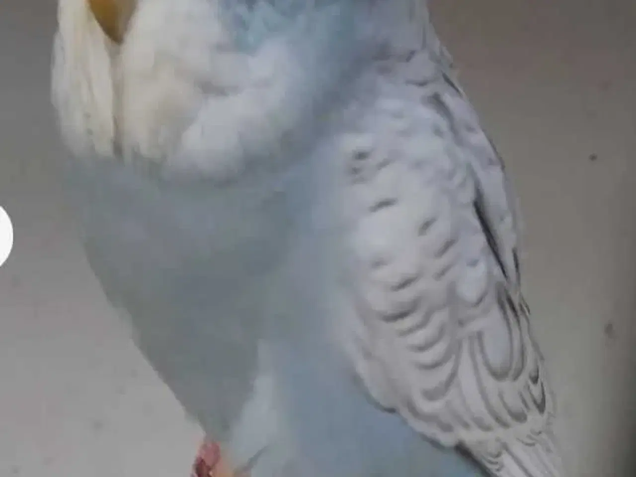 Billede 6 - Overskuds undulater 