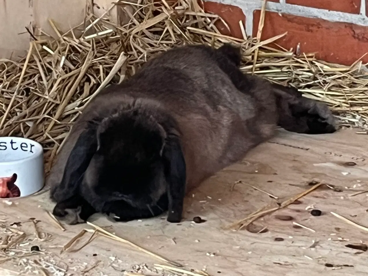 Billede 3 - Kanin (Mini lop) gratis i denne uge!!