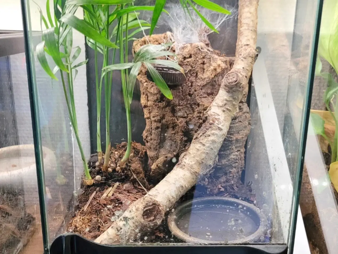 Billede 2 - Fugleedderkop H. maculata