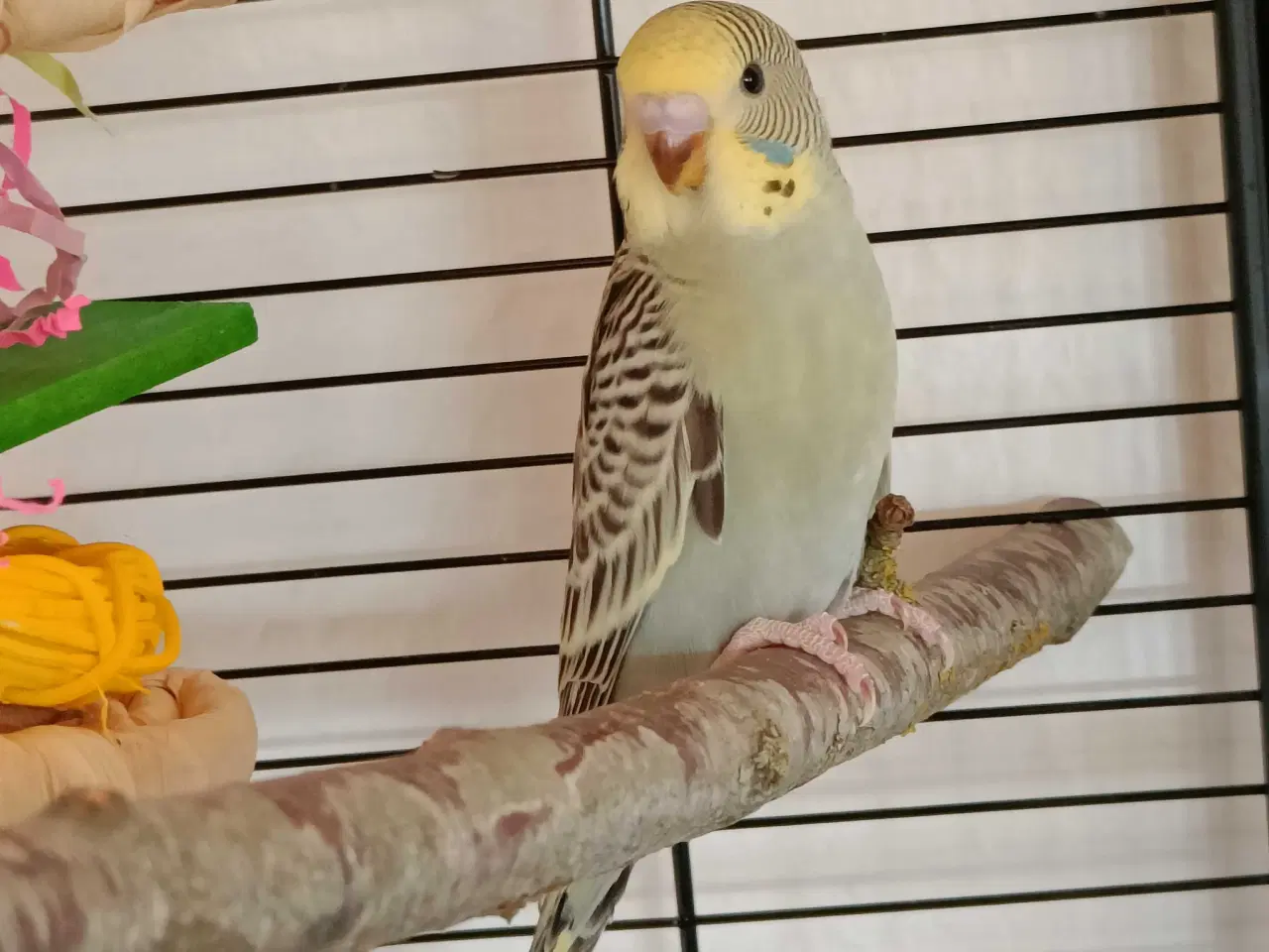 Billede 2 - Undulat unge sælges