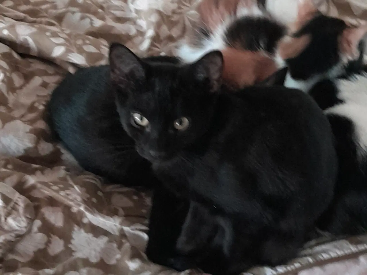 Billede 2 - Katte søger nyt hjem 