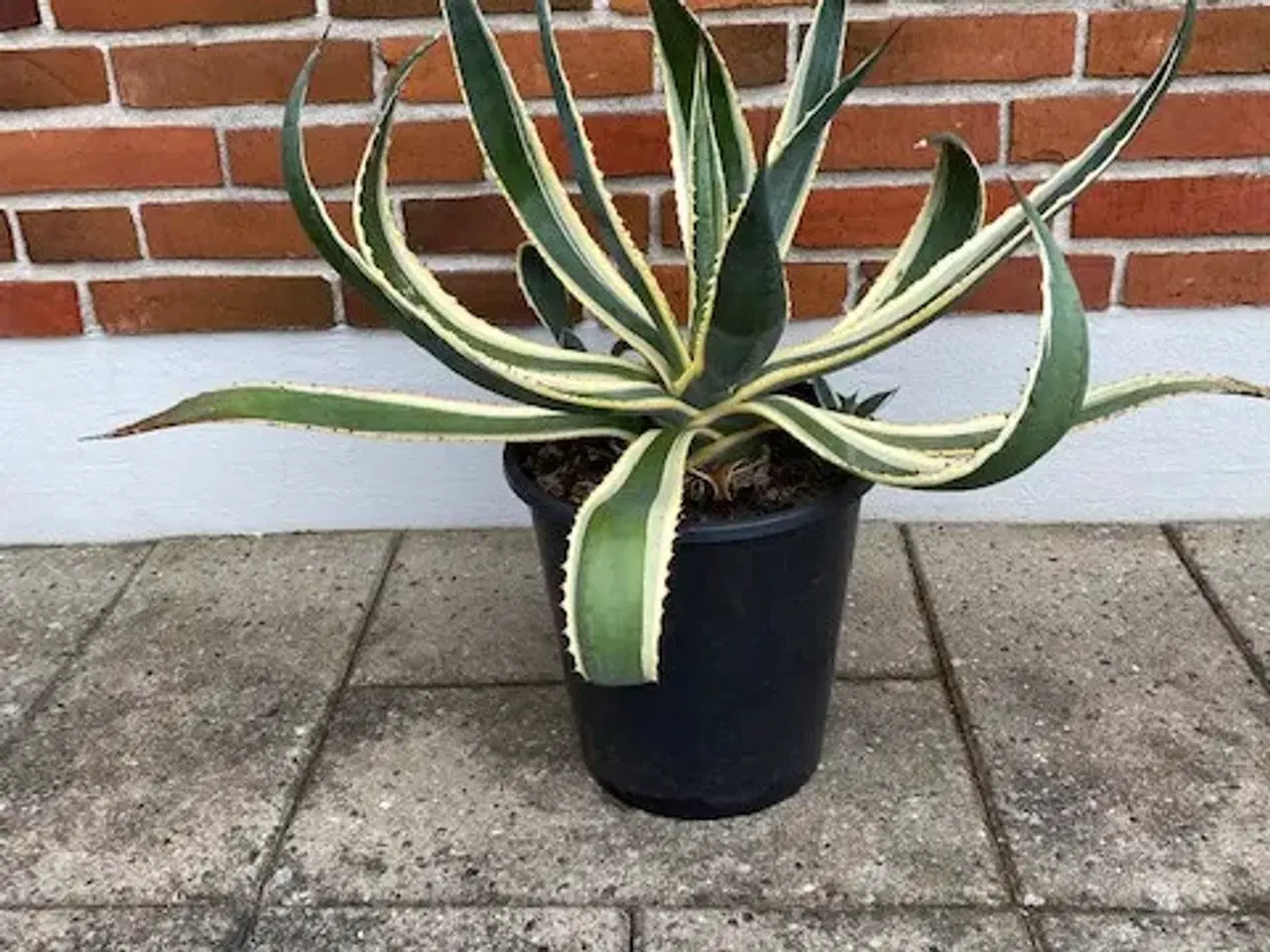 Billede 1 - Kaktus Agave