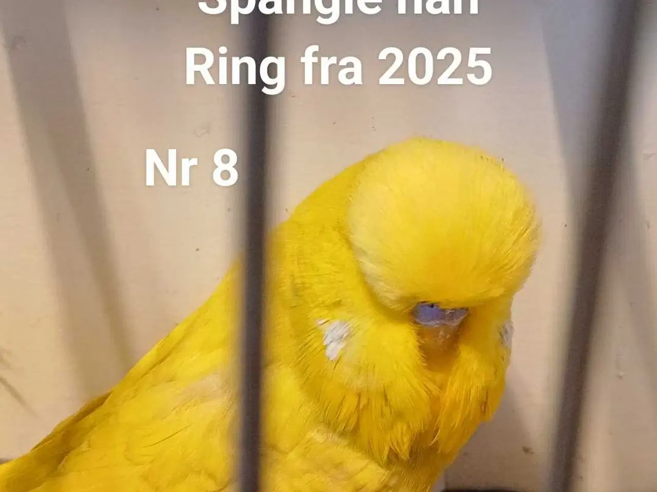 Billede 20 - Engelske undulater 