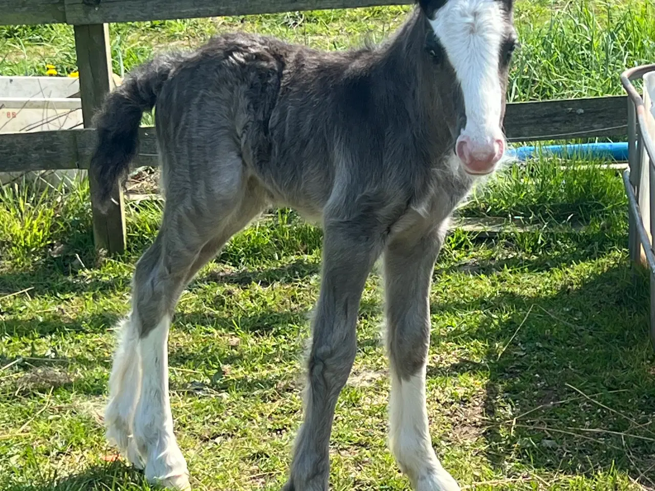 Billede 2 - Mini Irish cob hingsteføl 