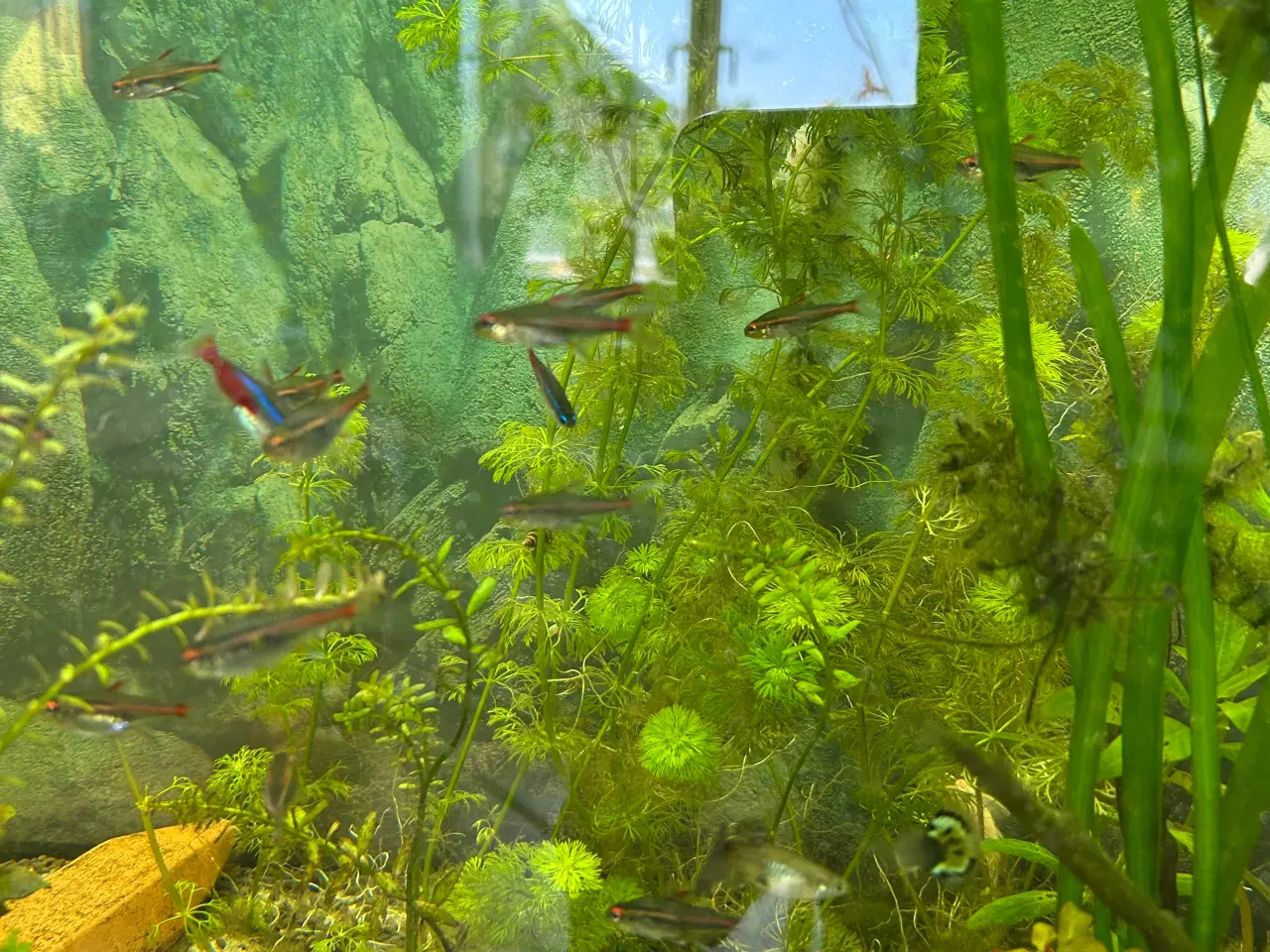 Billede 10 - 🐠 Glødelys Tetra – flotte, sunde stimefisk ✨