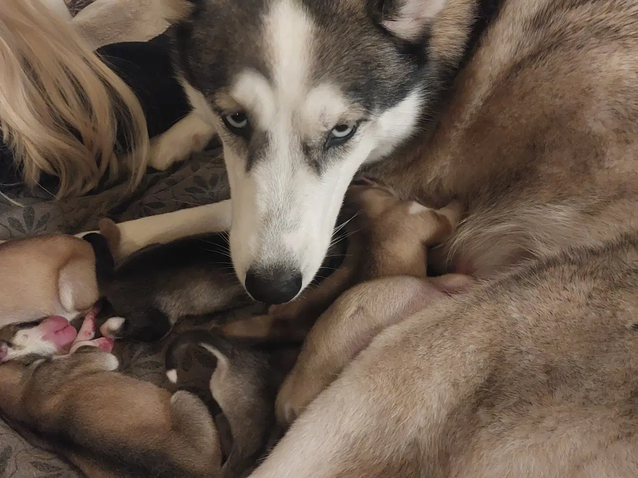 Billede 1 - Ægte Siberian Husky.