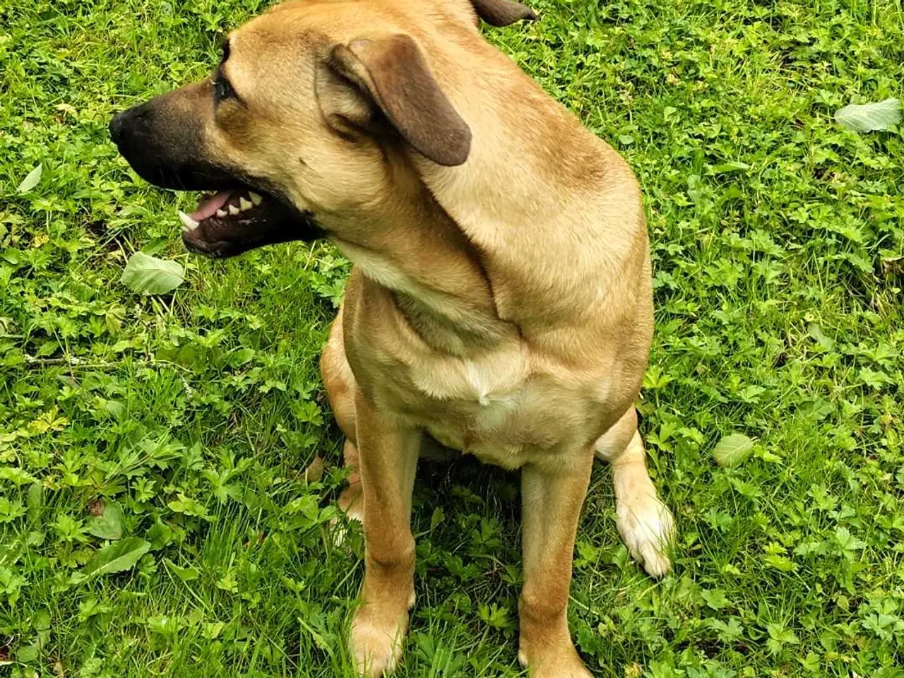 Billede 1 - Blandings Tæve