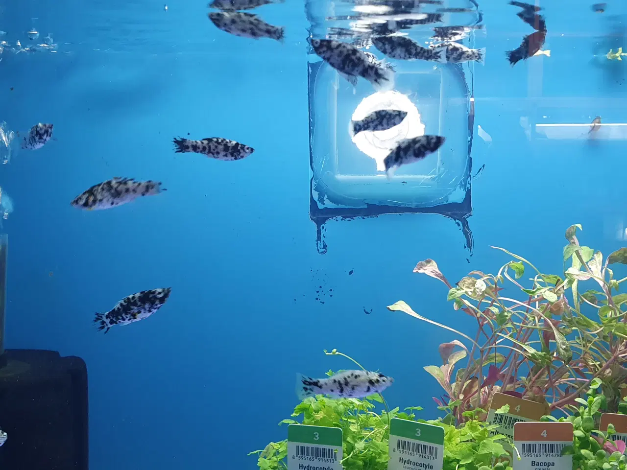 Billede 5 - Molly sølv marmor 