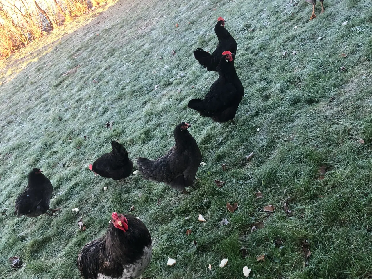 Billede 2 - Grønlægger haner