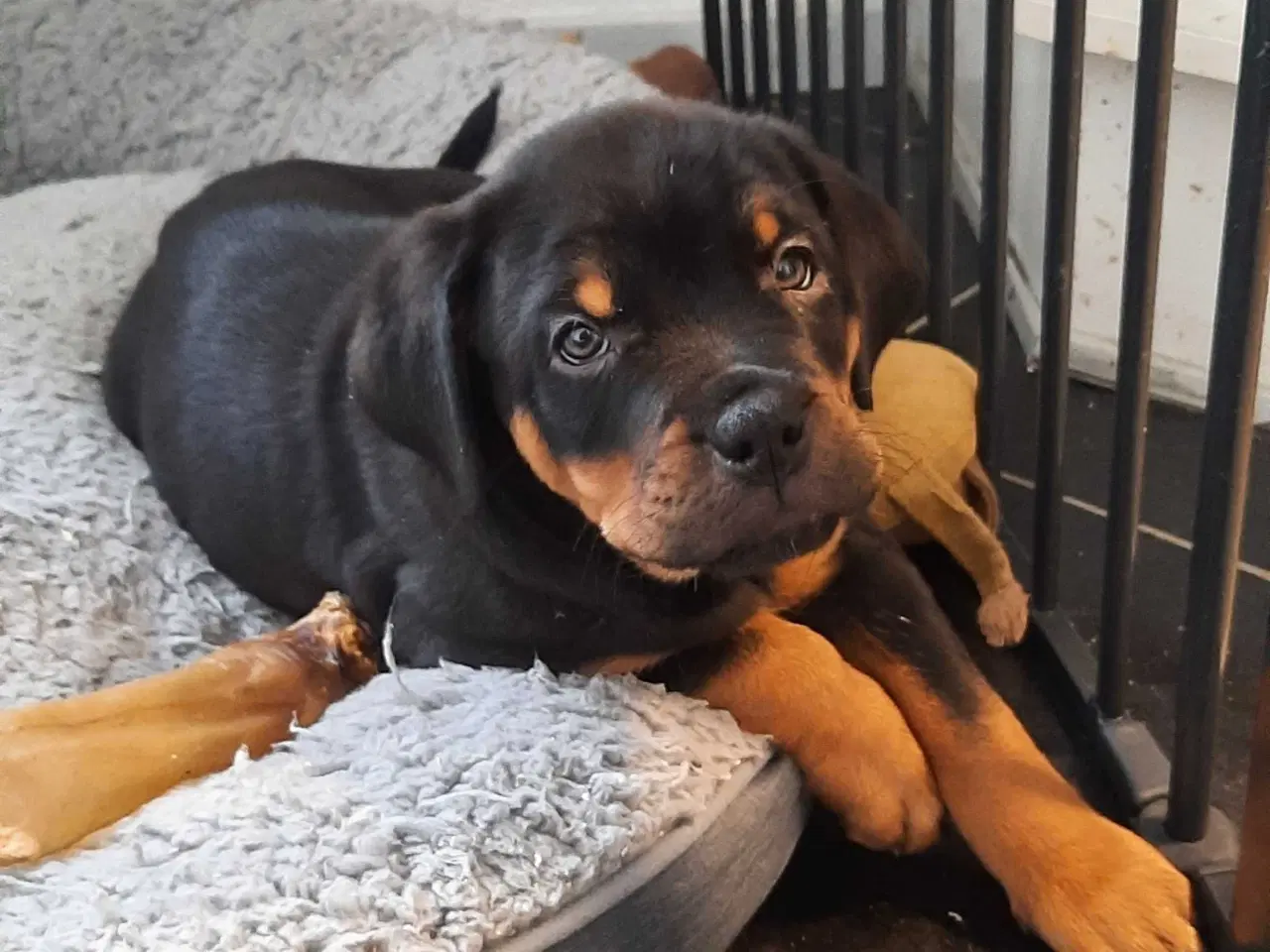 Billede 1 - En tæve tilbage 