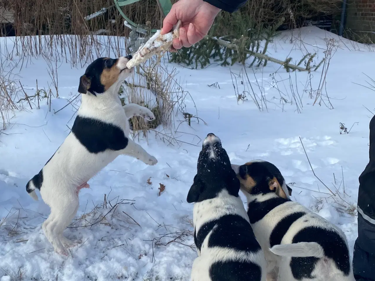 Billede 6 - Dansksvensk gårdhund til salg