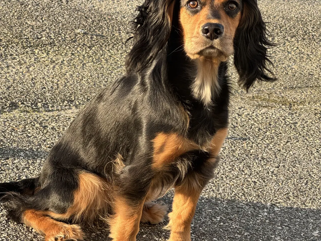 Billede 4 - ft Cocker hvalpe 