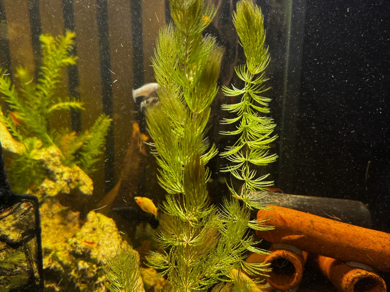 Billede 2 - Akvarie plante Ceratophyllum