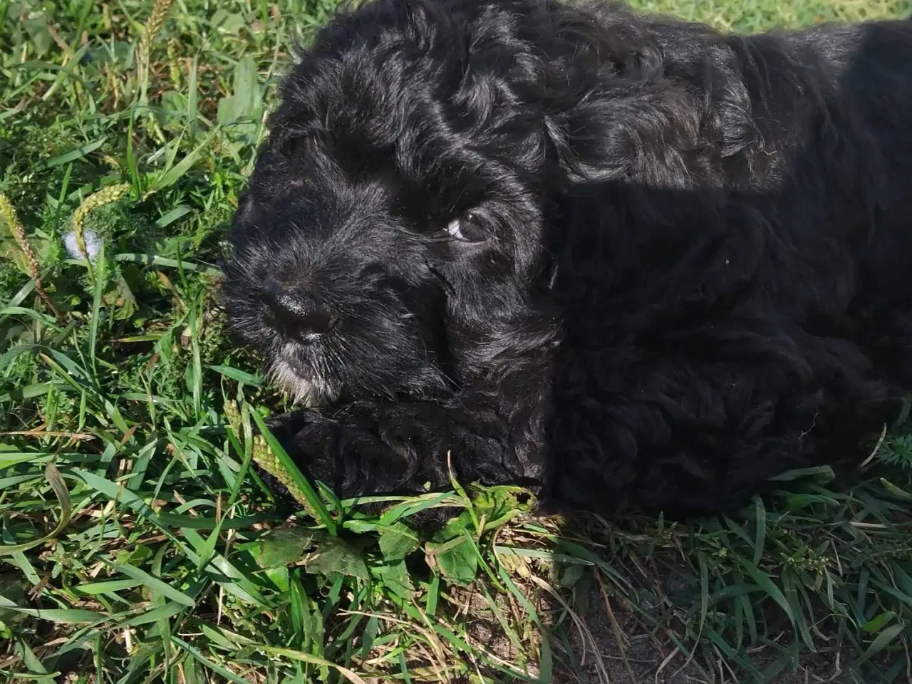 Billede 5 - Søde Cockapoo hvalpe