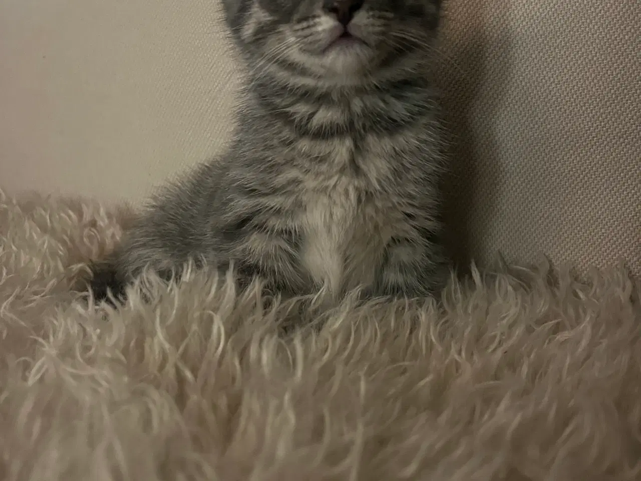 Billede 4 - Grå / blå hunkat