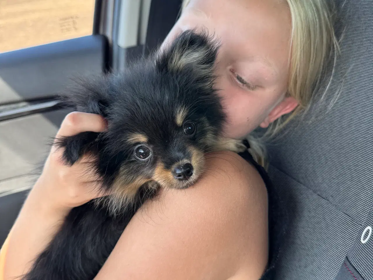 Billede 5 - Pomchi hvalp tæve