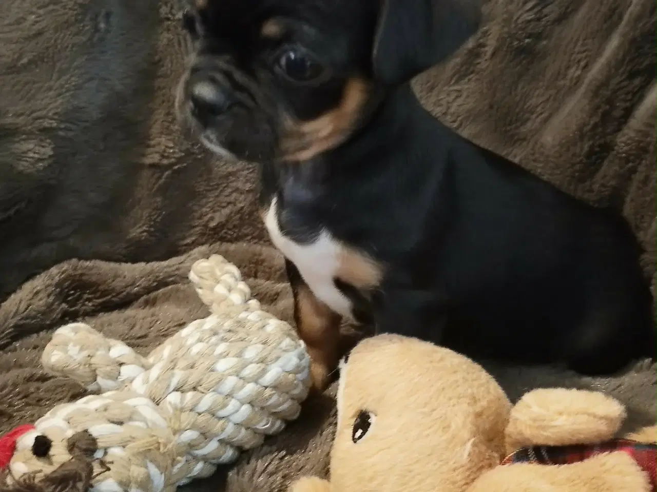 Billede 16 - Skønne 8 ugers små gadekryds