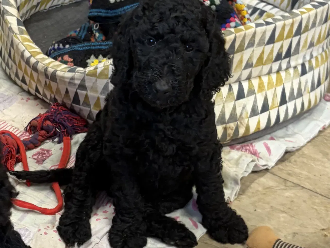 Billede 2 - Ægte mellem/stor puddel drenge må rejse nu !