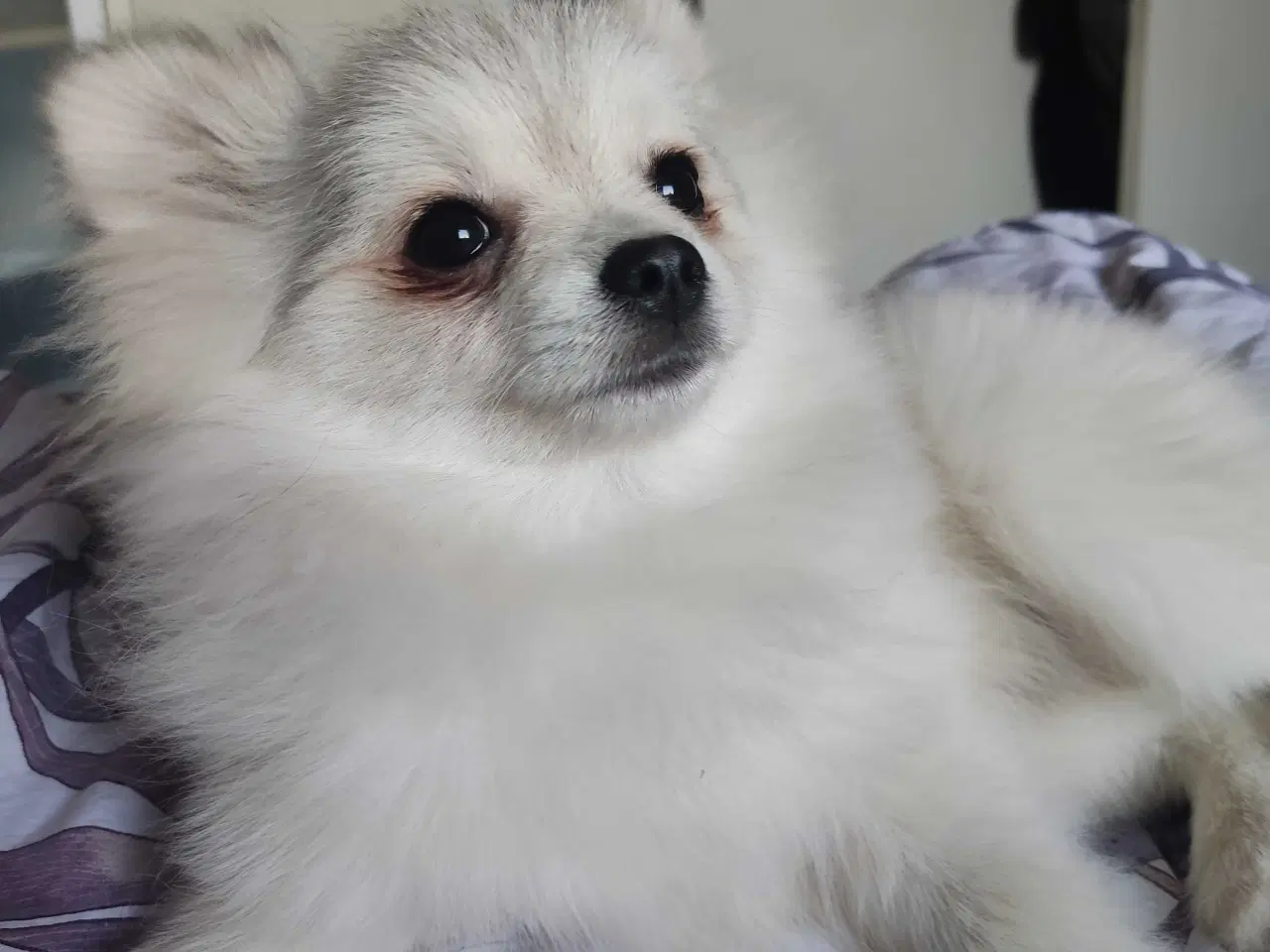 Billede 5 - Mini Pomeranian 