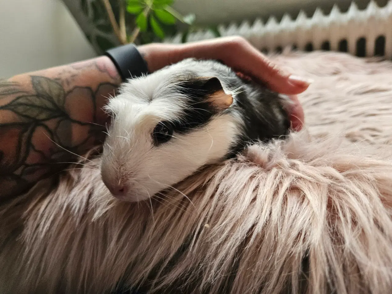 Billede 2 - Marsvine unger