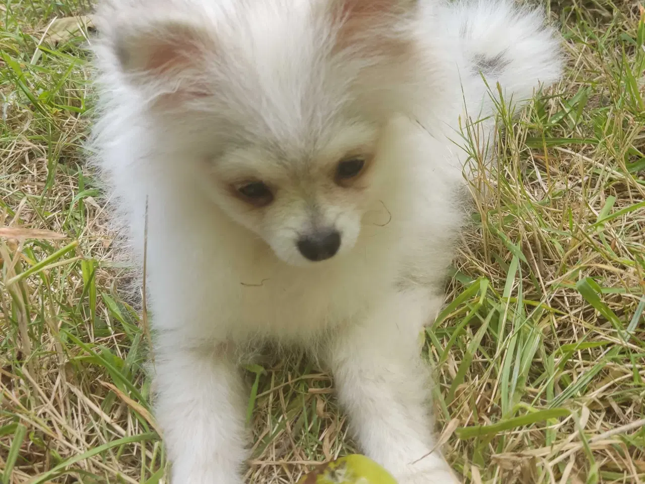 Billede 10 - Mini Pomeranian 