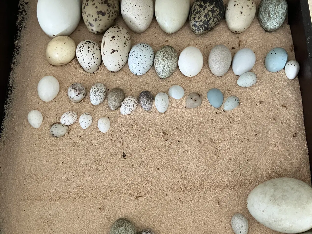 Billede 3 - Dansk samling