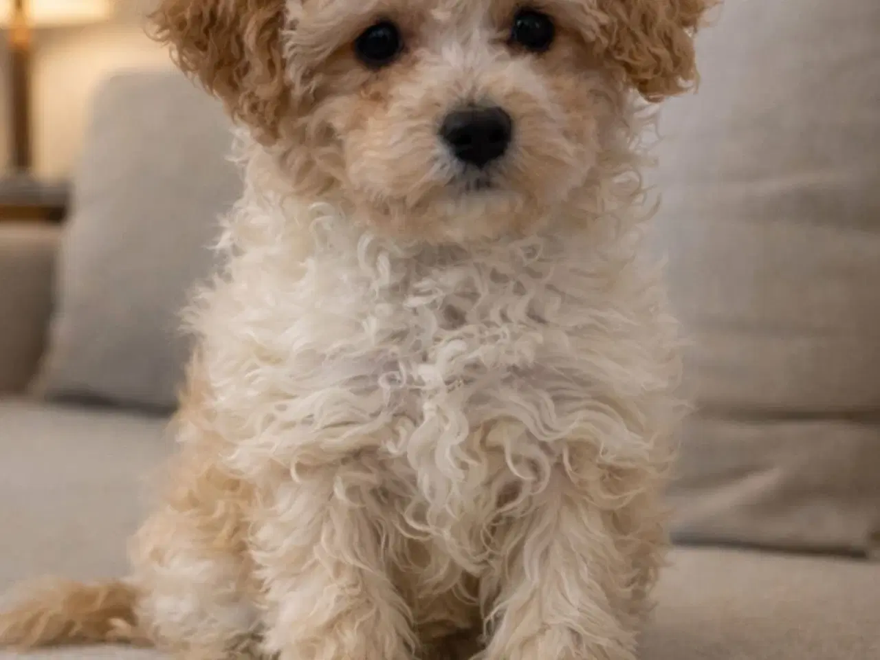 Billede 2 - Cavapoo F2B