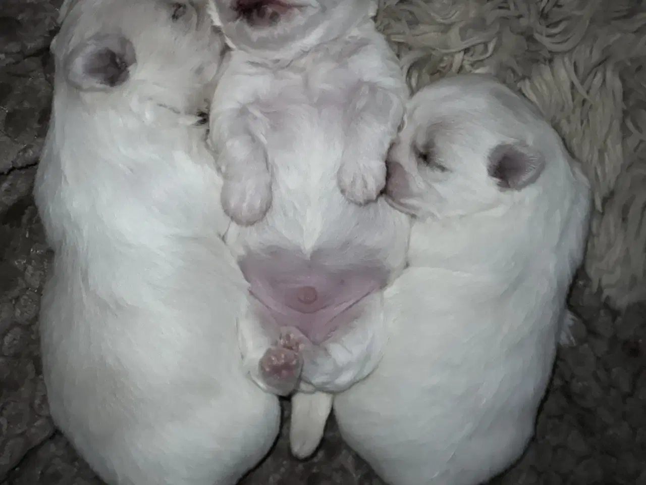 Billede 7 - Malteser/Coton hvalpe 21 dage d 3/3