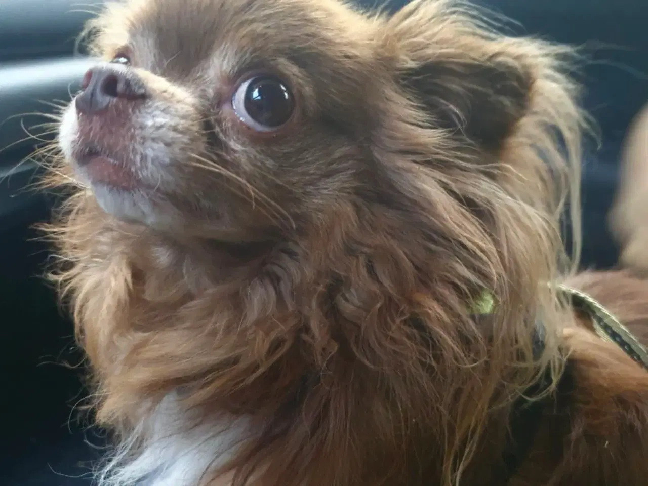 Billede 5 - Chihuahua