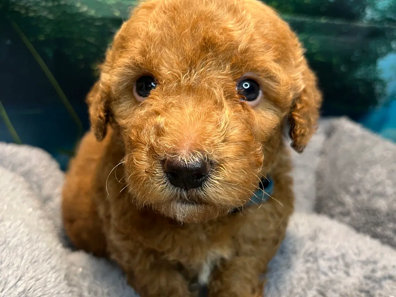 Billede 2 - Goldendoodle babyer 🥰🐾