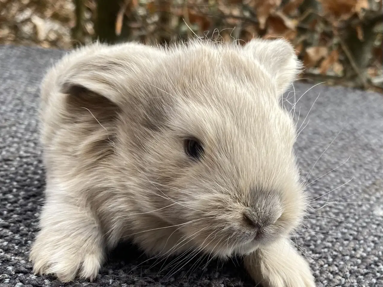 Billede 1 - FRANsK VÆDDER HUN ISABELLA