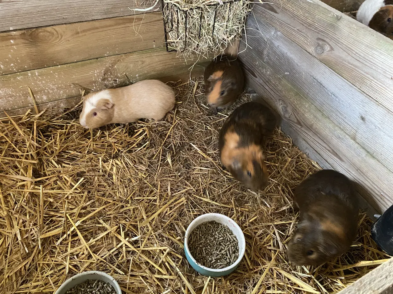 Billede 4 - Han marsvin sælges