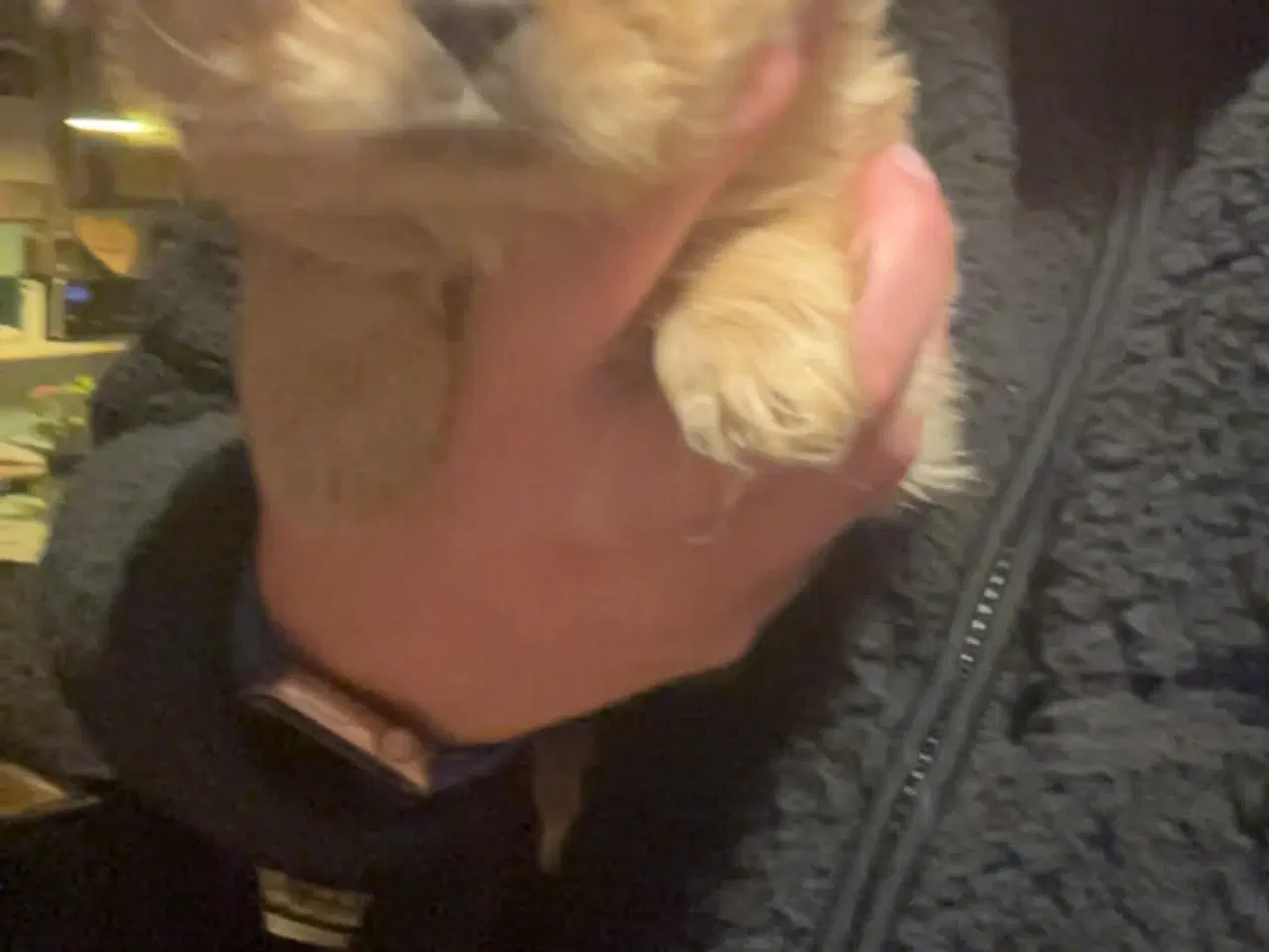 Billede 4 - Cava tzu hvalpe sælges 