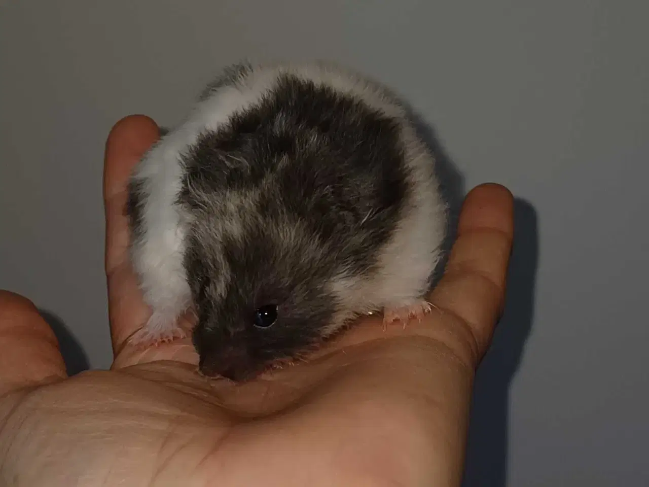 Billede 20 - Guldhamster unger
