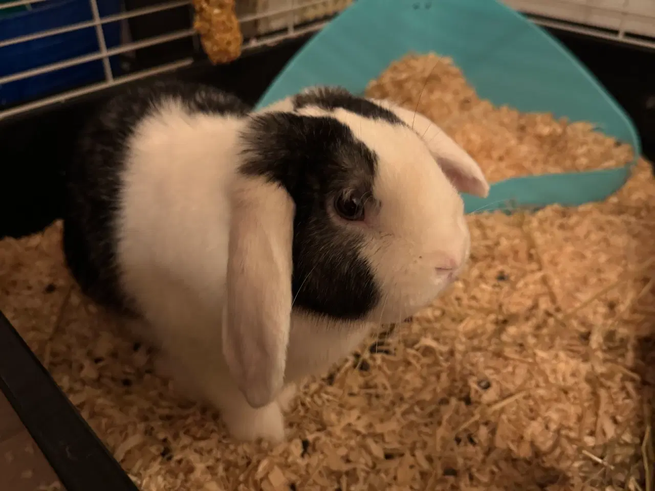 Billede 2 - Mini lop til salg