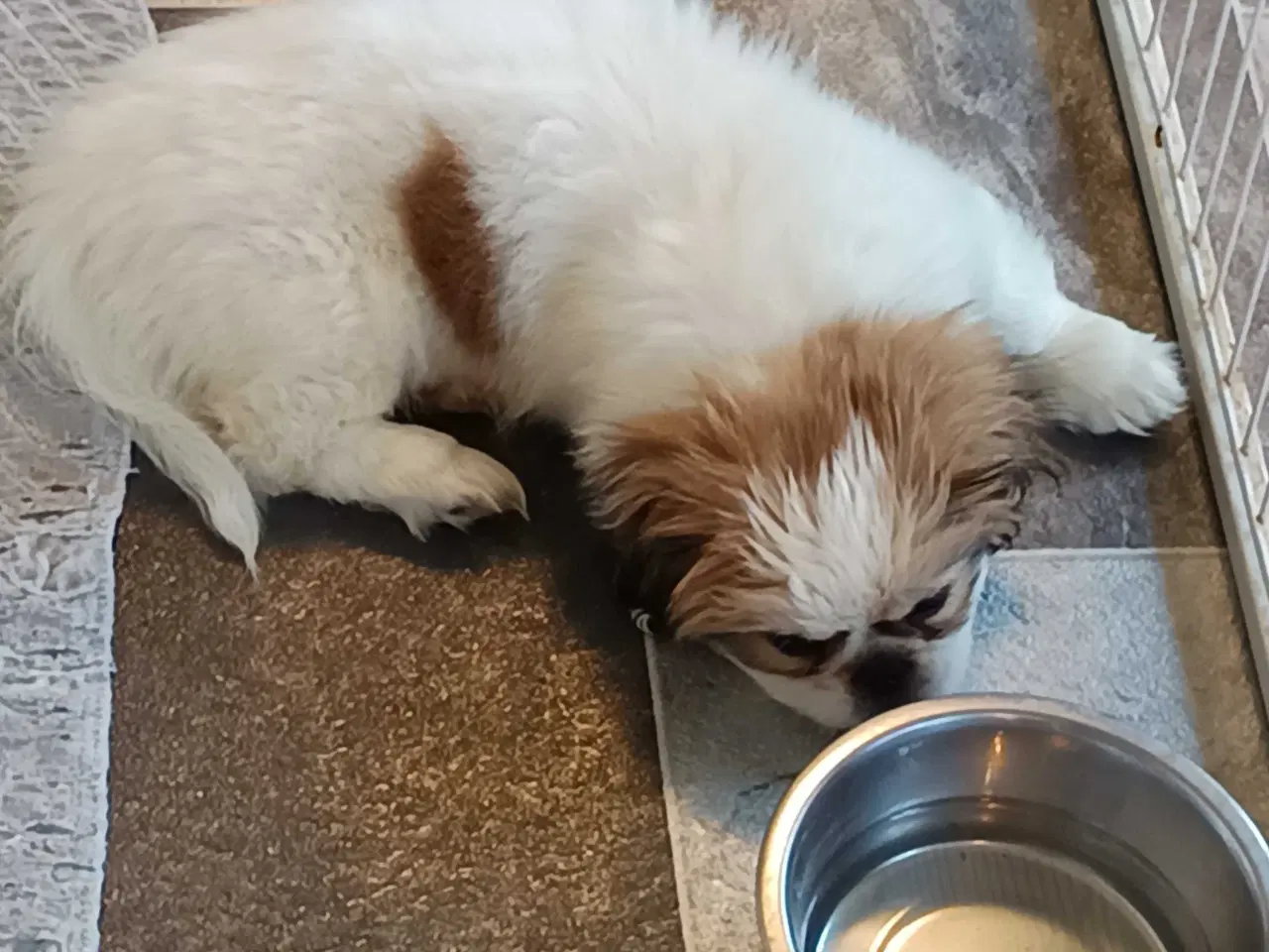 Billede 3 - Lækker hvapse 