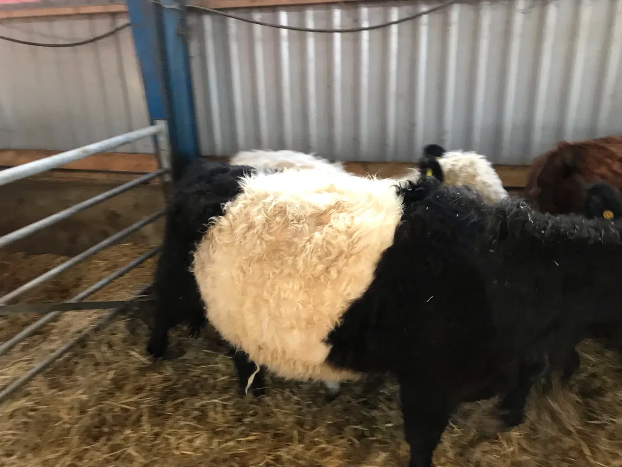 Billede 4 - Galloway kvier 