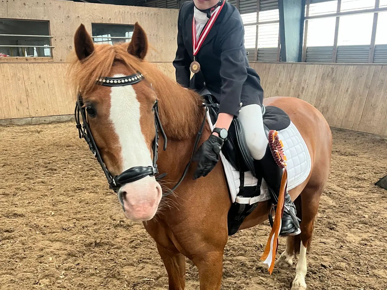 Billede 11 - Gribsvads Britney – Welsh pony