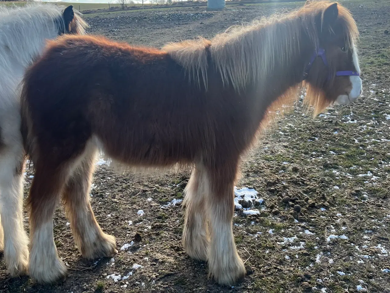 Billede 5 - Miniature Irish cob/ Tinker